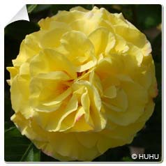 Roseira 'Reine Lucia'